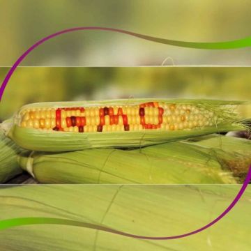 Cómo identificar el maíz modificado genéticamente