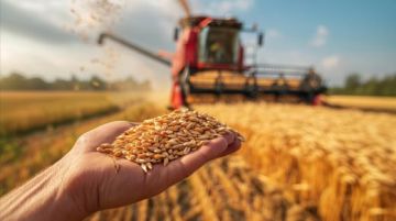 Contaminación por desoxinivalenol en trigo en Europa: desafíos y soluciones para las pruebas de micotoxinas